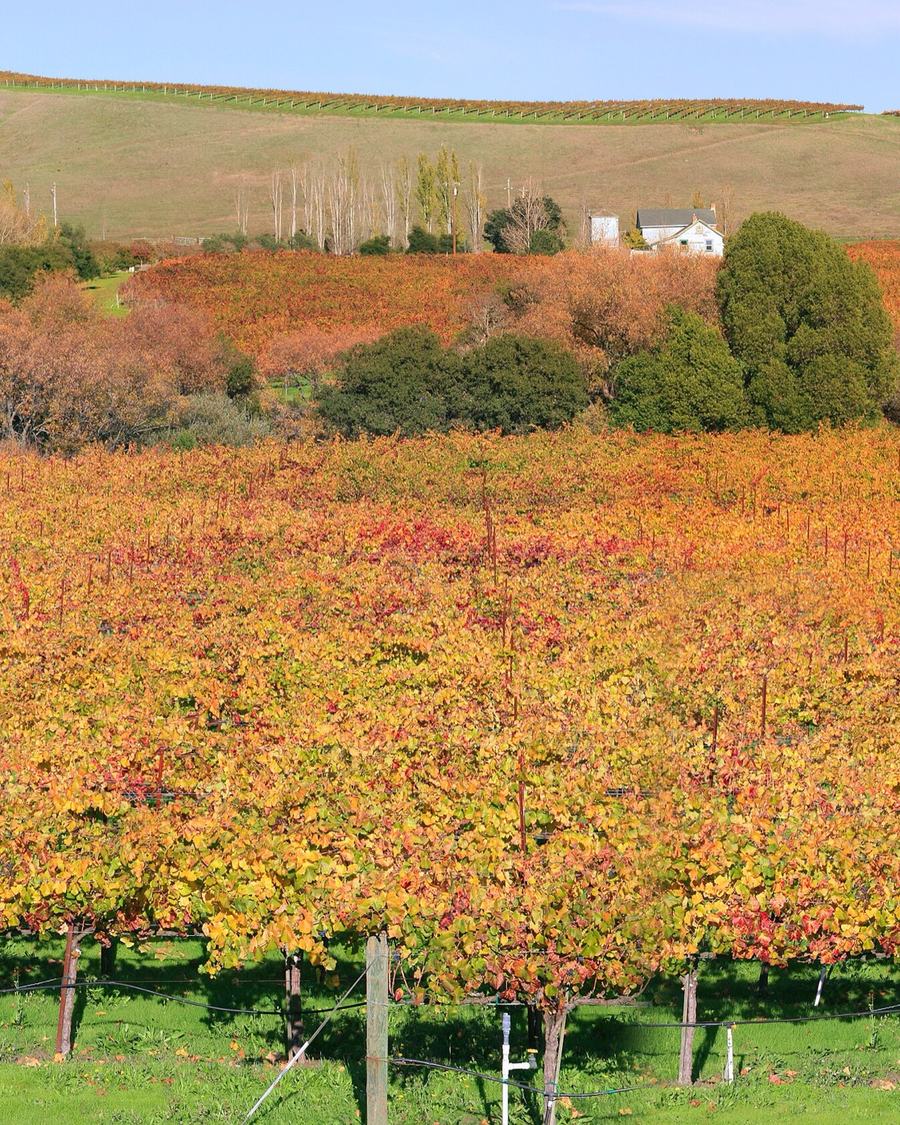 Autumn vineyard rows below rolling hills in wine country, served by The Lavatory NorCal