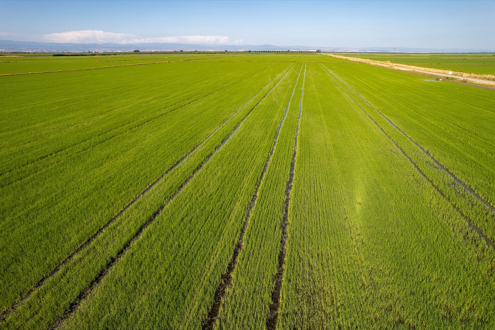 Green rice fields along Grainland Road in Butte County, farm country served by The Lavatory NorCal