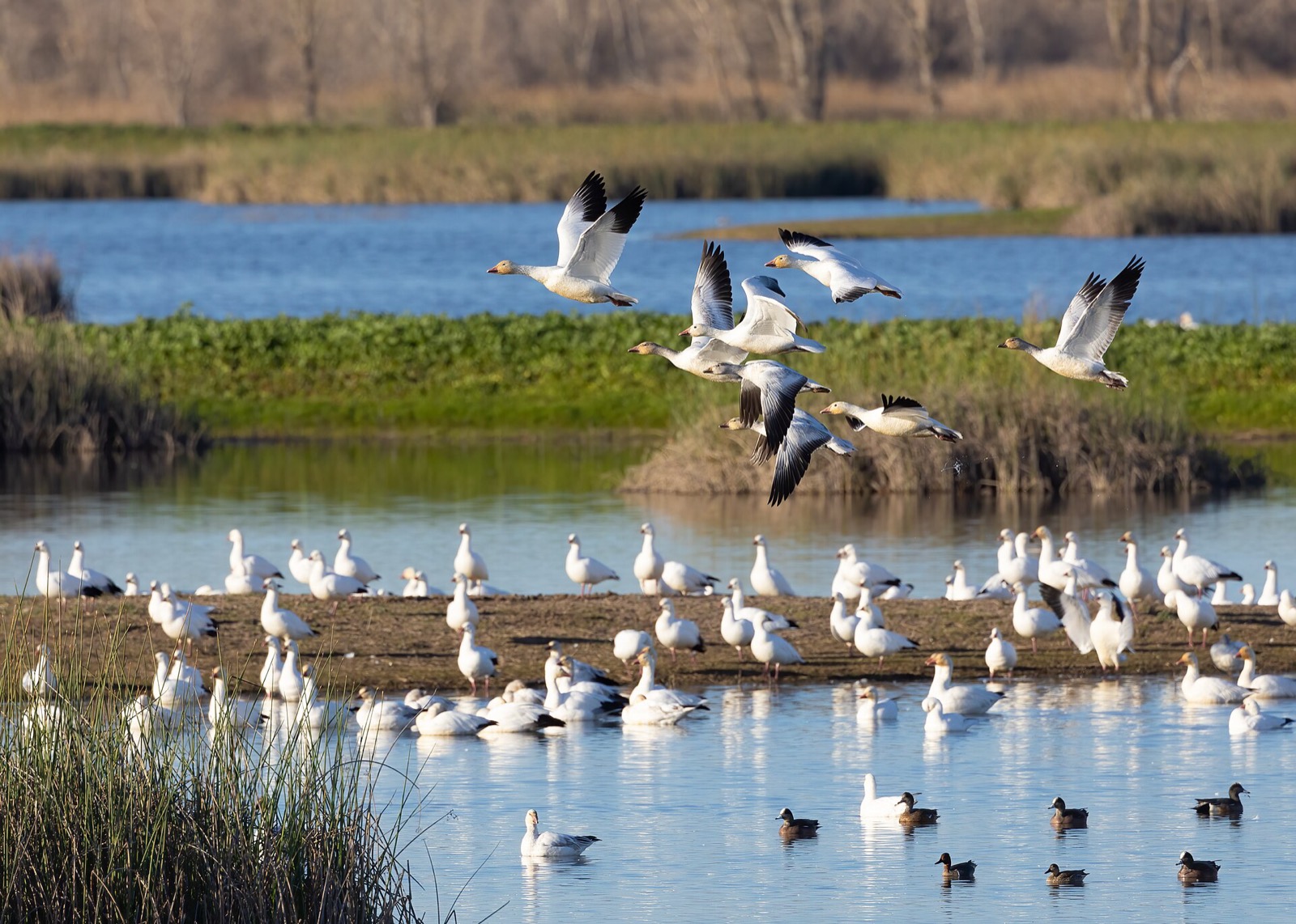 Snow geese lifting off a winter wetland at Llano Seco south of Chico, an area served by The Lavatory NorCal