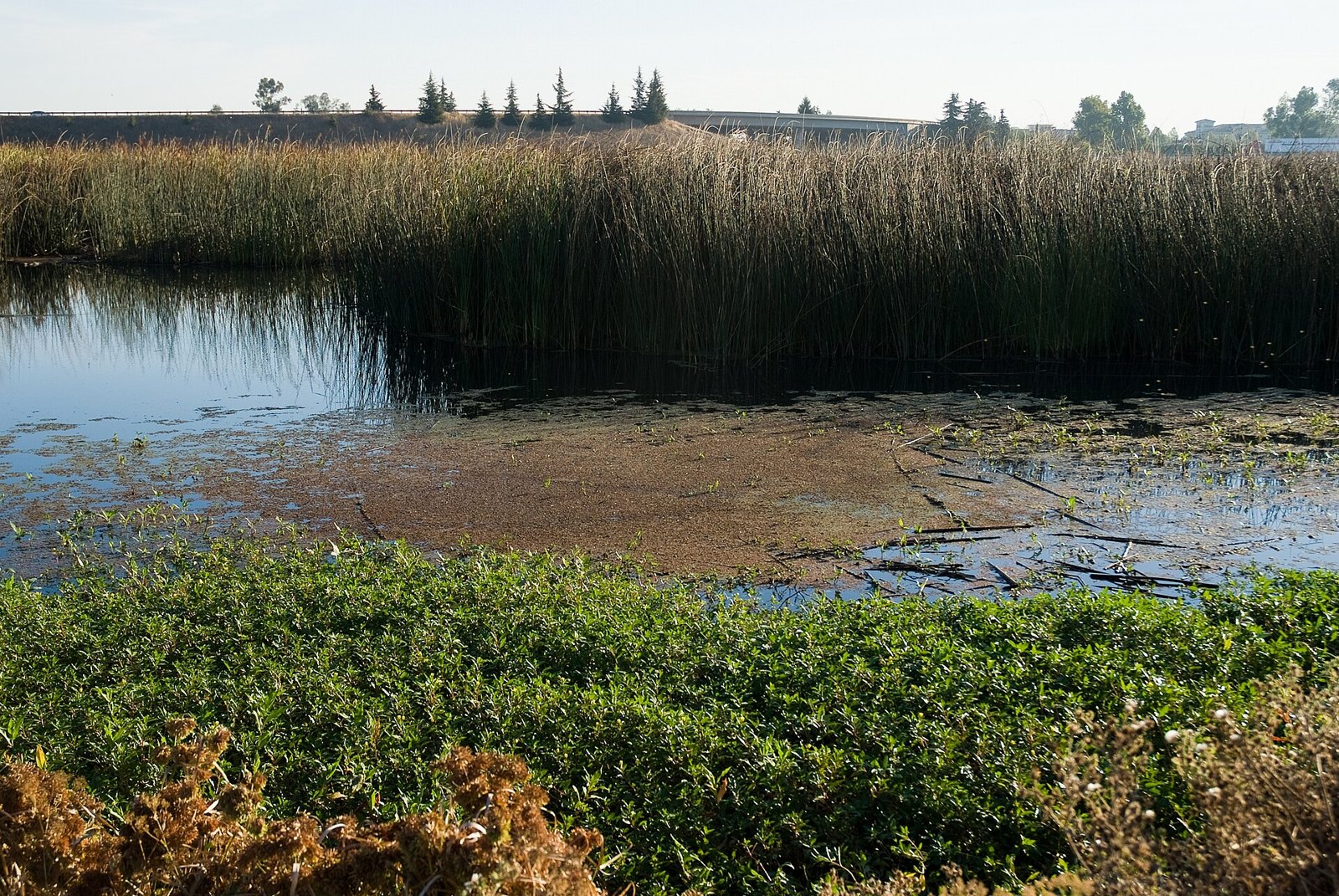 Tule marsh and open water at Stone Lakes National Wildlife Refuge on the west edge of Elk Grove, an area The Lavatory NorCal serves