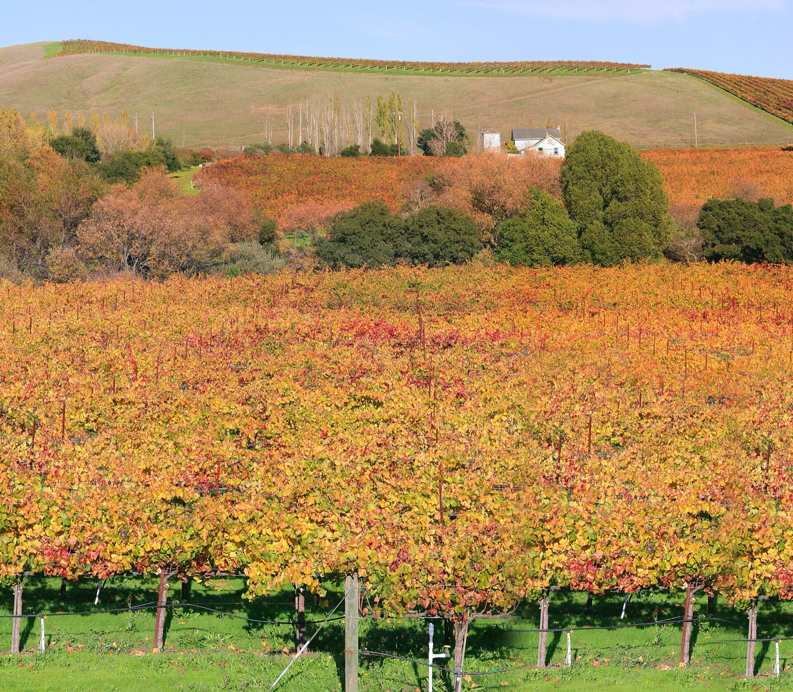 Grapevines turning gold and red in autumn below rolling hills in wine country, served by The Lavatory NorCal