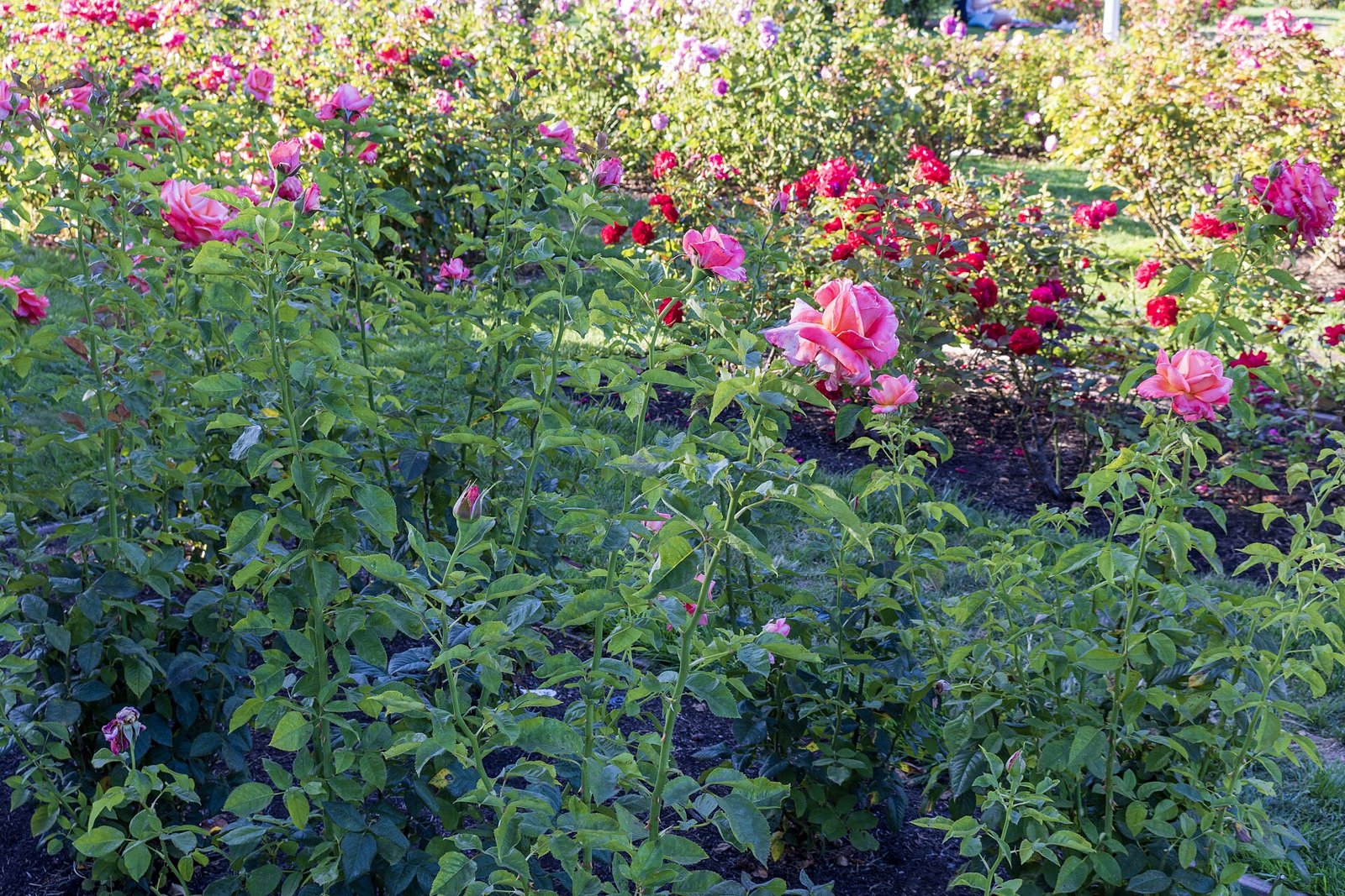 Rose beds in bloom at the San Jose Municipal Rose Garden, served by The Lavatory NorCal