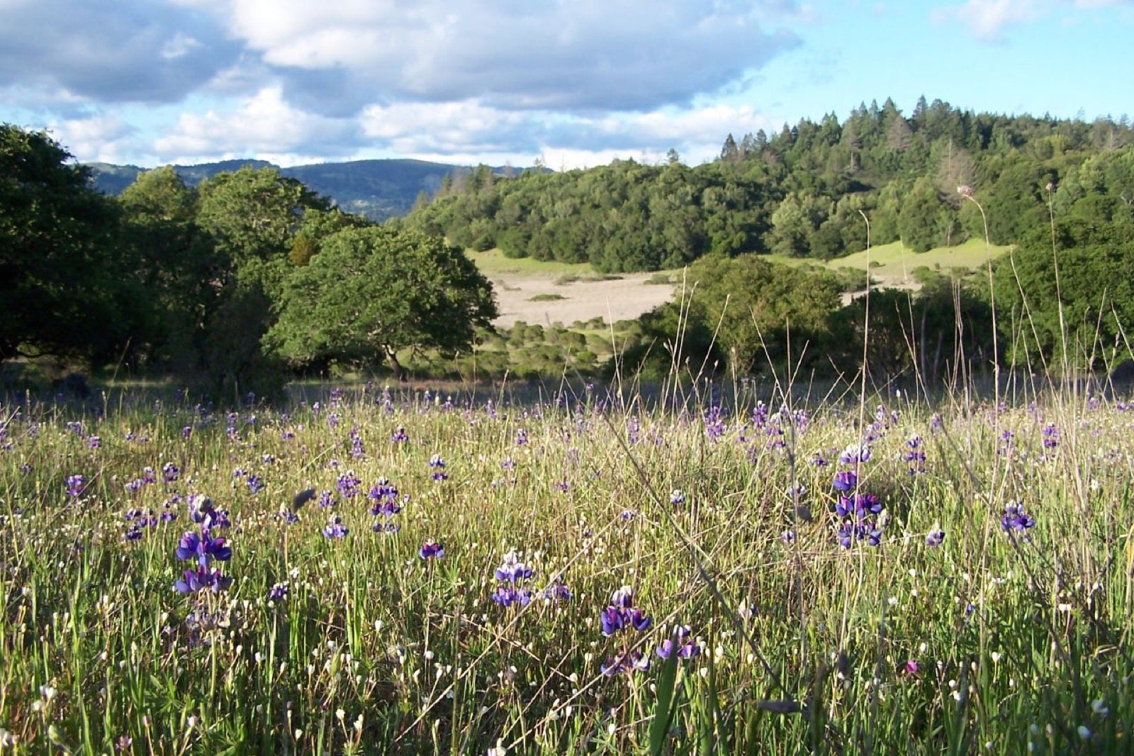 Purple lupine in a meadow at Trione-Annadel State Park on the east side of Santa Rosa, The Lavatory NorCal